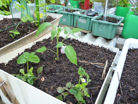 tomates & fraisiers 