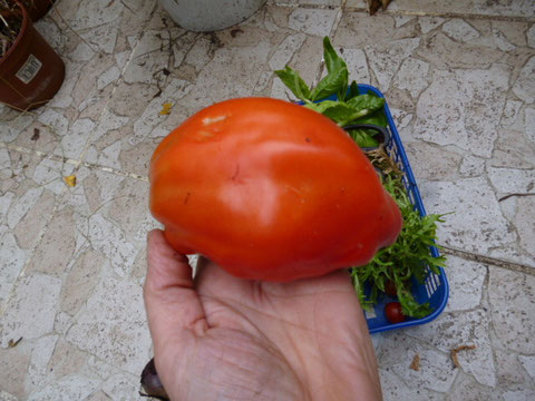 une belle tomate cornue