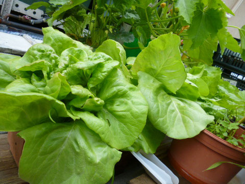 salade en jardinière