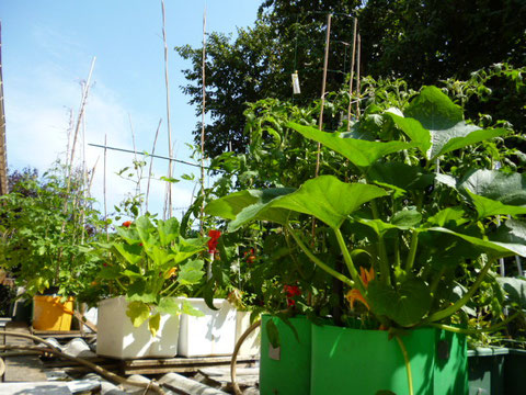courgettes & tomates