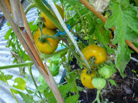 TOMATES GOLD & GREEN  ( mûres et bonnes à cueillir )