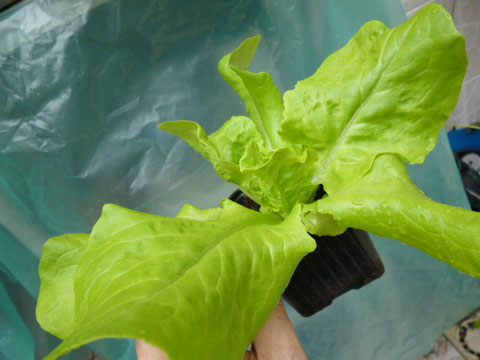 salade en godet plastique