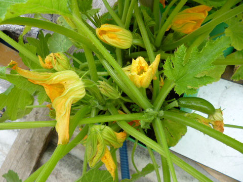 fleurs de courgettes