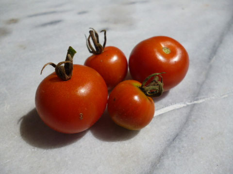 premières tomates cerise