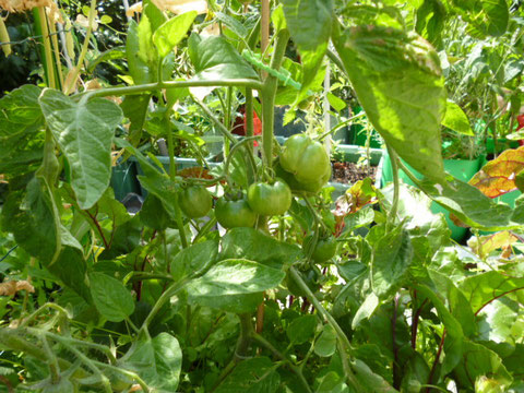 tomates vertes