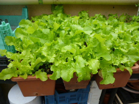 salade en jardinière