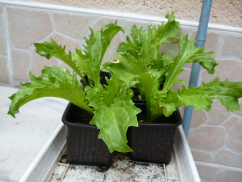 plant de frisée