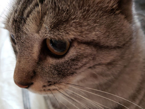 飼いネコ「Miichan」