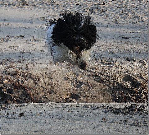 Lieblingsfoto Februar 2013 - Aaaachtung aus dem Weg... ich lande