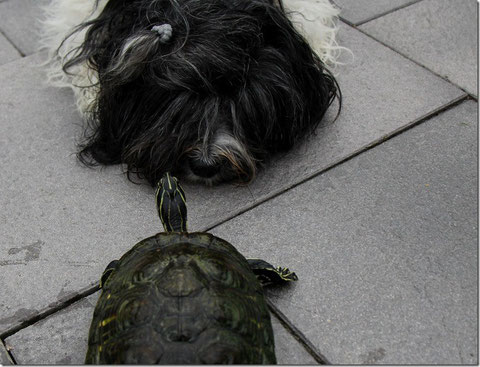 Lieblingsfoto Okt. 2013: Willmas Freundin "Selma"! Sie gehört einer Nachbarin und in den Sommermonaten lebt sie in unserem Teich! Auf ein Foto mit Robin und der Schildkröte habe ich aus Sicherheitsgründen lieber verzichtet! hihi