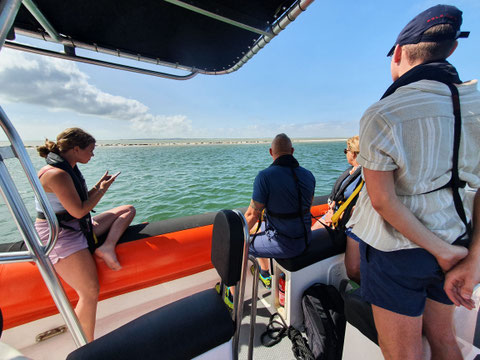 Zeehonden kijken op de plaat