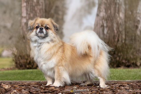 Tibetan Spaniel Kim-Joy