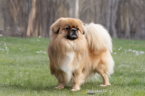 Tibetaanse Spaniel, Tibbies, Tibetan Spaniel, Puppy