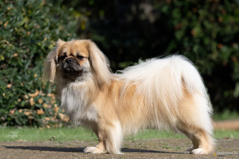 Tibetaanse Spaniel Tibetan Spaniels Tibet Spaniel Puppy