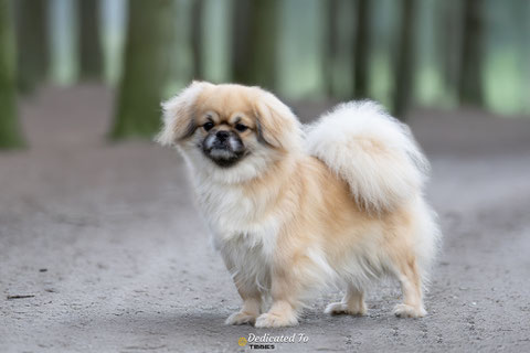 Tibetaanse Spaniel  Tibetan Spaniel Tibet Spaniel Puppy's