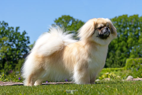 Tibetaanse Spaniel  Tibetan Spaniel Tibet Spaniel Puppy's