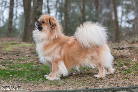 Tibetaanse Spaniel 