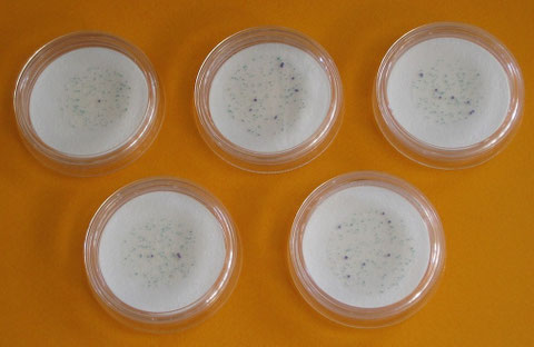 Bunny Embryon Cells
