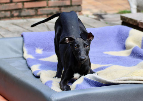 Die kleine Ocaso, jetzt Ruby, ist sozusagen Team-Mitglied geworden und hält ihre Familie in Rheine auf Trab.
