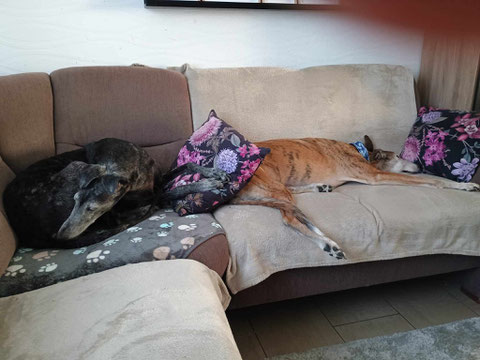 Nando (rechts) fand seine neue Familie und eine Galgofreundin in Hamm.