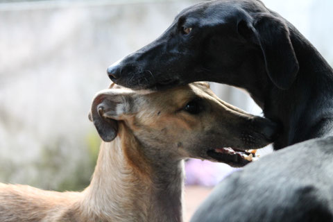 Nando (Coyote, links) darf für immer bei seiner Pflegefamilie und seinen Hundekumpels in Nettetal bleiben.