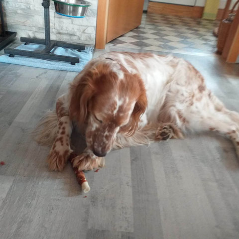 Cody genießt seine Kauknochen nun in Ebelsbach.