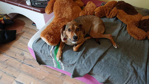 Teddy fand ein kuscheliges Plätzchen in Blieskastel.