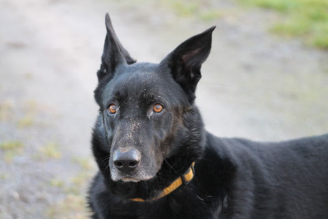 Bogart (Traper) fand sein Zuhause mit Unterstützung des TSV Geldern.