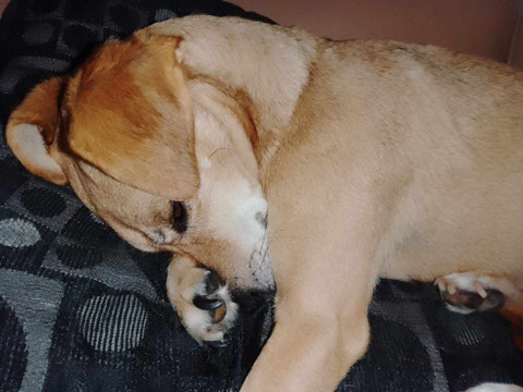 Sunny (Osuna) kuschelt sich nun in Nordhorn in die Kissen.