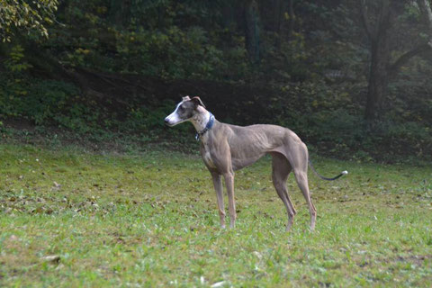 Najeena (Aura) geht in Amberg spazieren.