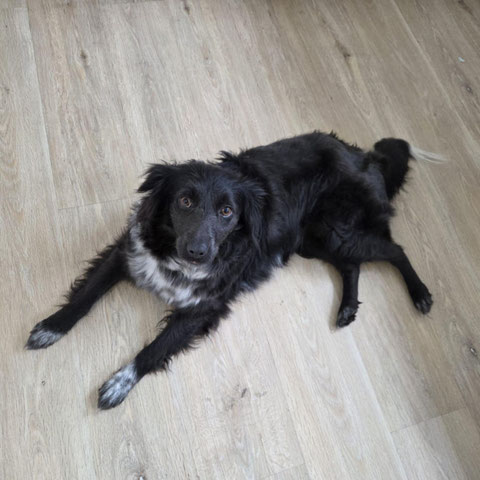 Kiwi (Chili) hat ihre neue Familie in Grefrath ganz schnell um die Pfoten gewickelt. 