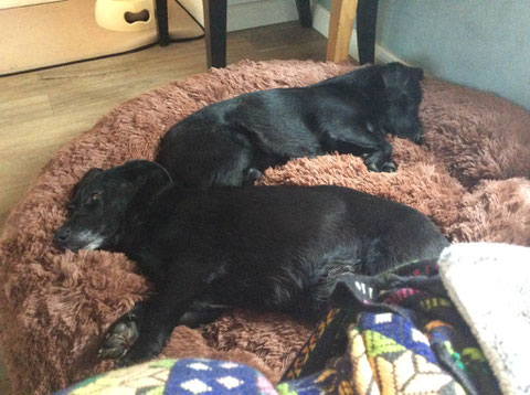 Frida und Floki (Hänsel und Gretel) fanden gemeinsam ein kuscheliges Körbchen in Greven.