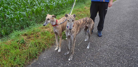 Tairo fand eine Galgofreundin und eine liebe Familie in Bruchsal.