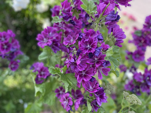 ウスベニアオイの紫色の花が塊のように咲いているところ