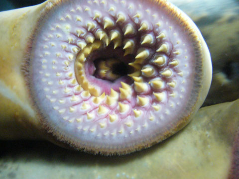 Une bouche ronde aux nombreuses dents qui permettent à la lamproie de percer la peau des poissons hôtes (créative commons)