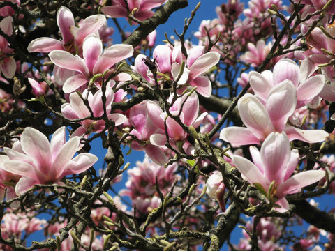 Le magnolia de Soulange est le plus couramment cultivé dans la région du Sud-Ouest