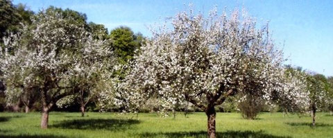 Sei willkommen, lieber Frühling! Sei gegrüßt viel tausendmal!