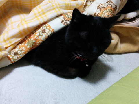 17 02 炬燵マイスター コゲ Safaristのjimdoページ