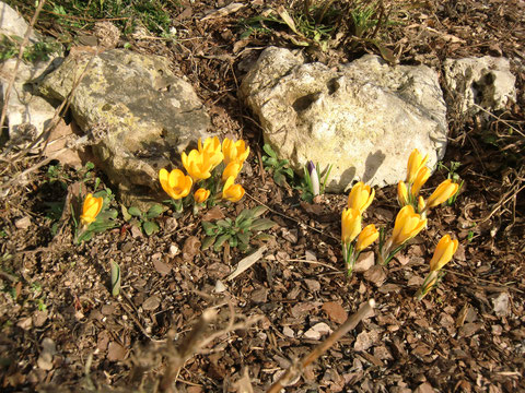 Krokus; Rammersberg; Bernhardswald