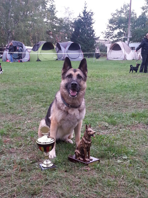 Vize-Meister Agility 2013 und Bester Deutscher Schäferhund