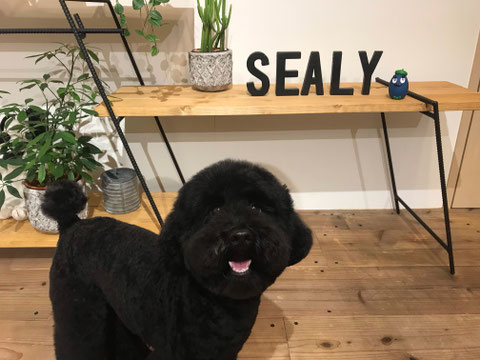 DOG SALON SEALY　ドッグサロンシーリー　港区　表参道　南青山　外苑前　トリミングサロン　トイプードル　射手今日子