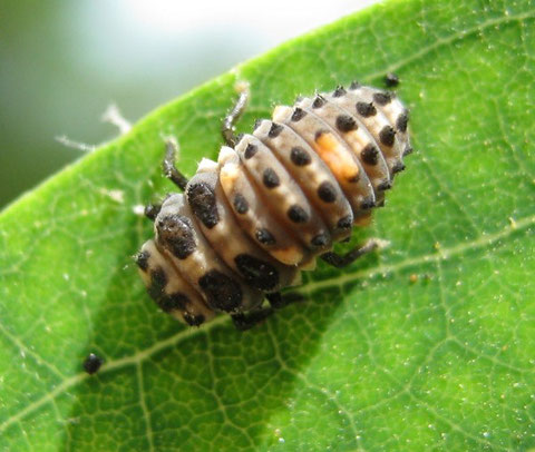 Larva di coccinella