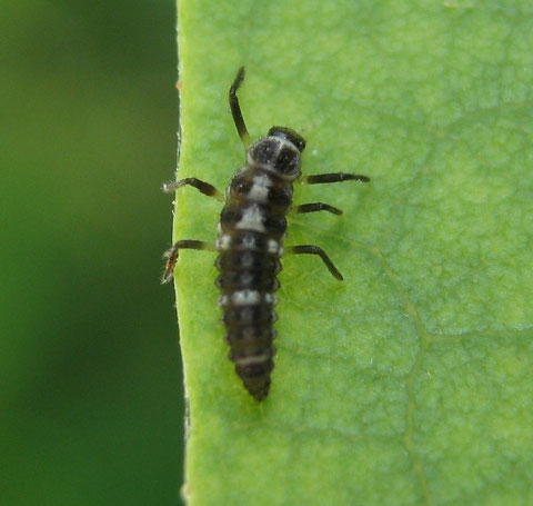 Larva di coccinella