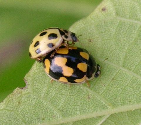 Propylea 14-punctata in accoppiamento