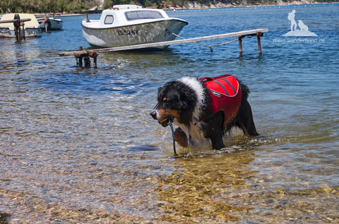 Wandern mit Hund, mein Wanderhund Ari, Andrea Obele, Schwimmen mit Hund; Schwimmweste für Hunde