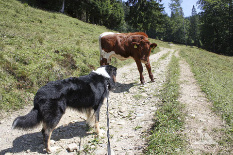wandern mit hund; Kühe; Kühe Alm; mein-wanderhund; Andrea Obele