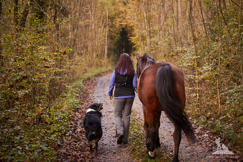 Reitbegleithund; Spaziergang Hund und Pferd