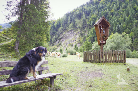 wandern mit hund; Kühe; Kühe Alm; mein-wanderhund; Andrea Obele