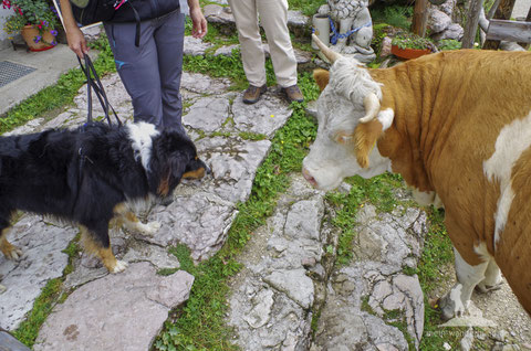 wandern mit hund; Kühe; Kühe Alm; mein-wanderhund; Andrea Obele