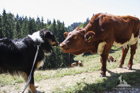 wandern mit hund; Kühe; Kühe Alm; mein-wanderhund; Andrea Obele